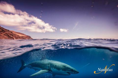 Introducing Guadalupe Island Liveaboards | SCUBA